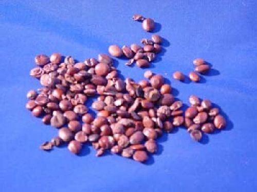 Zizyphus spinosa, Semen - Sour Jujube Seeds - SUAN ZAO REN
