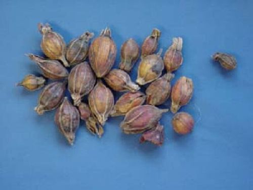 Gardenia, Fructus - Labkrautfrucht - ZHI ZI