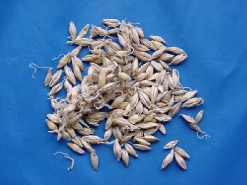 Hordeum, Fructus - Barley Sprouts - MAI YA
