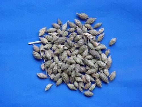 Xanthium, Fructus - Siberian Cocklebur Fruit - CANG ER ZI