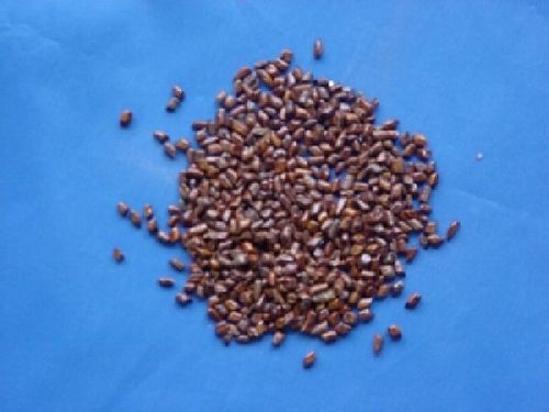 Cassia Tora, Semen - Foetid Cassia Seeds - JUE MING ZI
