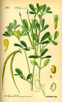 Trigonella foenumgraecum, Semen - Bockshornkleesamen - HU LU BA