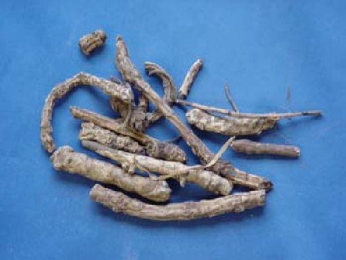 Picrorrhiza, Herba - Picrorrhizakraut - HU HUANG LIAN