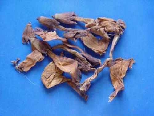 Campsitis, Flos - Trompetenblumenblüten - LING XIAO HUA (Min. 1 kg)