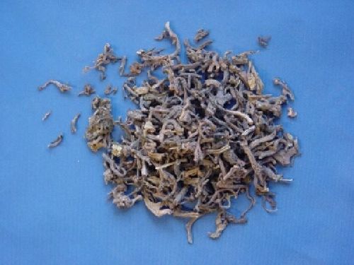 Sargassum, Thallus - Seaweed - HAI ZAO