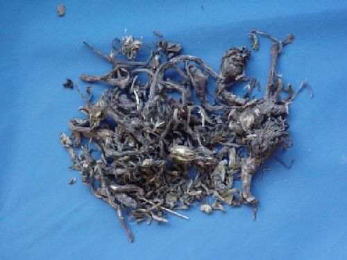 Taraxacum, Herba - Mongolian Dandelion - PU GONG YING