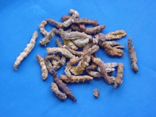 Bombyx batryticatus - Silkworm Larva - JIANG CAN  (from 1kg)