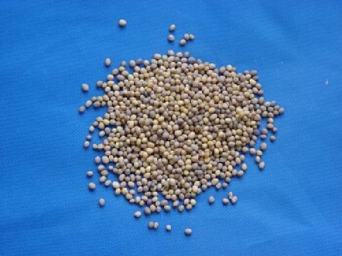 Sinapis, Semen - Mustard Seed - BAI JIE ZI