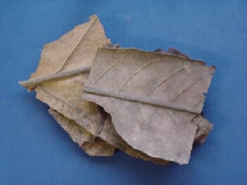 Eriobotrya, Folium - Loquat Leaf - PI PA YE