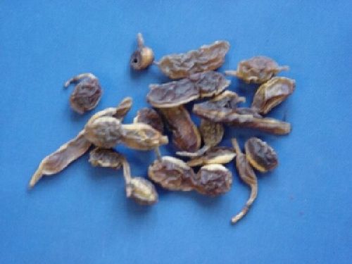 Sophora, Fructus - Schnurbaumfrucht - HUAI JIAO