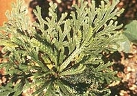 Selaginellae, Herba - Involute Spikemoss Herb - JUAN BAI